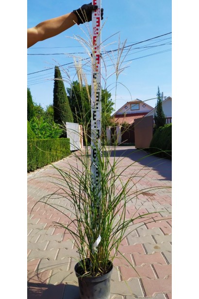 Міскантус китайський Клейн Сільберспай - 3л/вис.90-120см/Ø60-70см